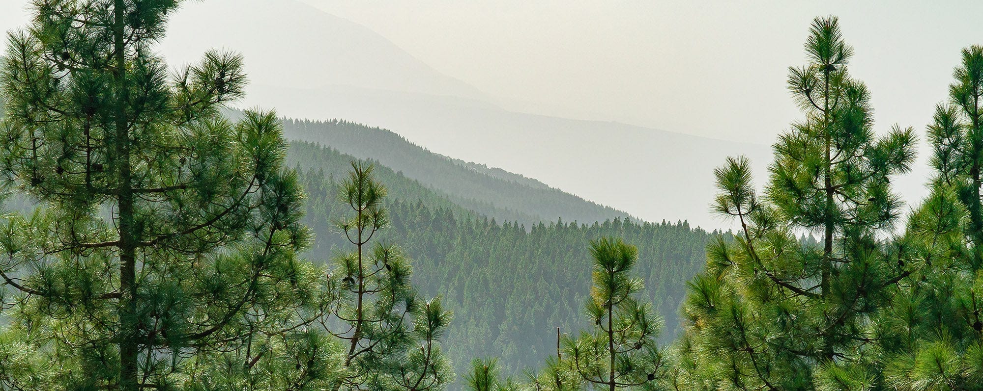Sustainability banner about forest landscape